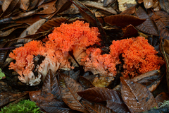 Ramaria stuntzii
