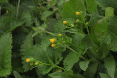 Senecio kolenatianus