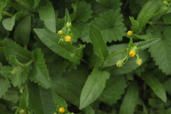 Senecio kolenatianus