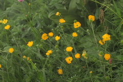Ranunculus caucasicus