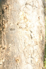 Astronium graveolens