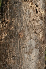 Astronium graveolens