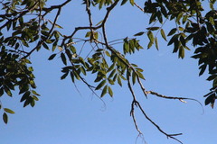 Astronium graveolens