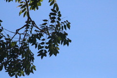 Astronium graveolens