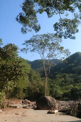 Astronium graveolens