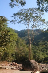 Astronium graveolens