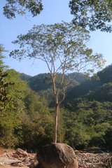 Astronium graveolens