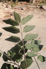 Astronium graveolens