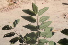 Astronium graveolens