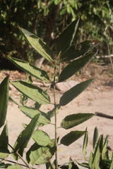 Astronium graveolens