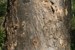 Astronium graveolens