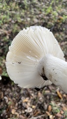 Amanita ocreata