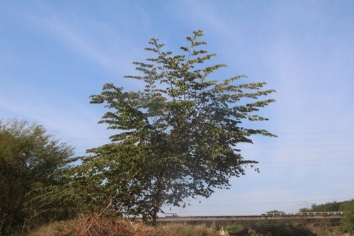 Muntingia calabura - Leaves