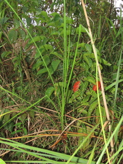 Cladium mariscus mariscus