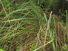 Cladium mariscus mariscus