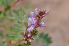 Astragalus preussii