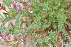 Astragalus preussii