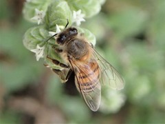 Apis mellifera