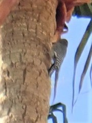 Melanerpes uropygialis