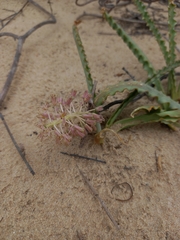Ledebouria undulata