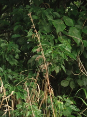 Cladium mariscus mariscus