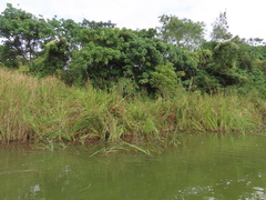 Cladium mariscus mariscus
