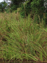 Cladium mariscus mariscus