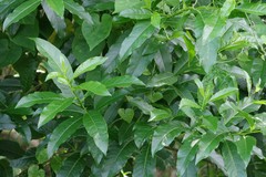 Cestrum laevigatum