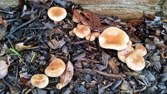 Pholiota velaglutinosa
