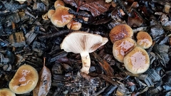 Pholiota velaglutinosa