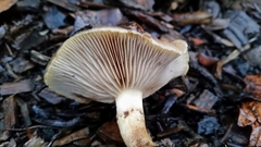 Pholiota velaglutinosa