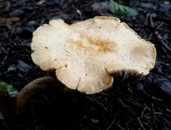 Leratiomyces percevalii