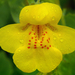 Mimulus - Photo (c) James Gaither,  זכויות יוצרים חלקיות (CC BY-NC-ND)