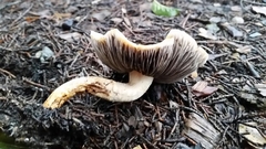 Leratiomyces percevalii