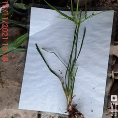 Cyperus diffusus