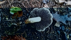 Leratiomyces percevalii
