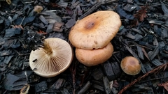 Pholiota velaglutinosa