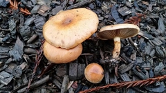 Pholiota velaglutinosa