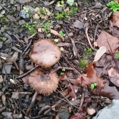 Leratiomyces percevalii