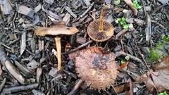 Leratiomyces percevalii