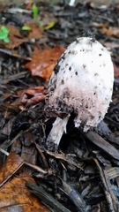 Coprinus comatus