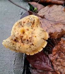 Leratiomyces percevalii