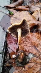 Leratiomyces percevalii