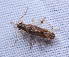 Parathyginus signifer