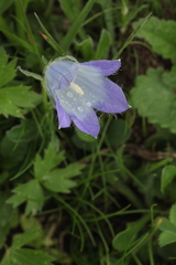 Campanula tridentata biebersteiniana