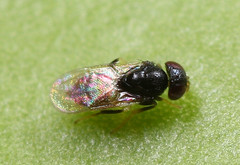 Aphelinus