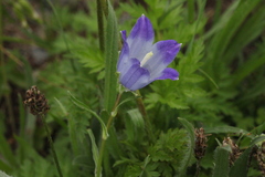 Campanula tridentata biebersteiniana