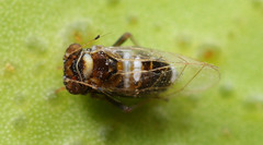 Macrohomotoma