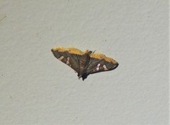 Prophantis androstigmata
