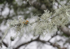 Ramalina denticulata